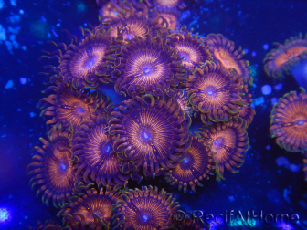 WYSIWYG - Zoanthus 14N3 Mariculture Indo Acclimated under LED