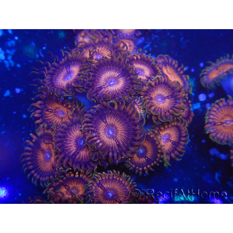 WYSIWYG - Zoanthus 14N3 Mariculture Indo Acclimaté sous led