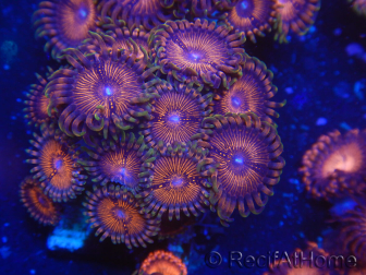 WYSIWYG - Zoanthus 14N4 Mariculture Indo Acclimated under LED