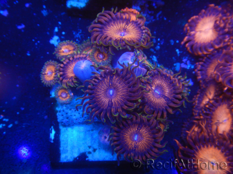 WYSIWYG - Zoanthus 14N5 Mariculture Indo Acclimated under LED