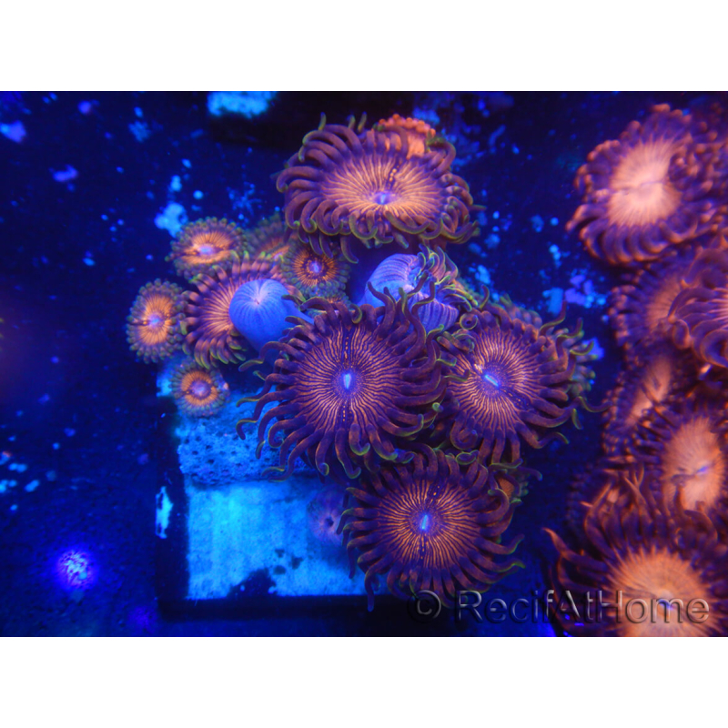 WYSIWYG - Zoanthus 14N5 Mariculture Indo Acclimated under LED