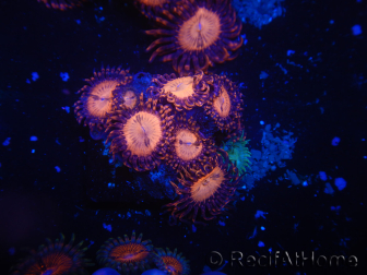 WYSIWYG - Zoanthus 14O2 Mariculture Indo Acclimated under LED