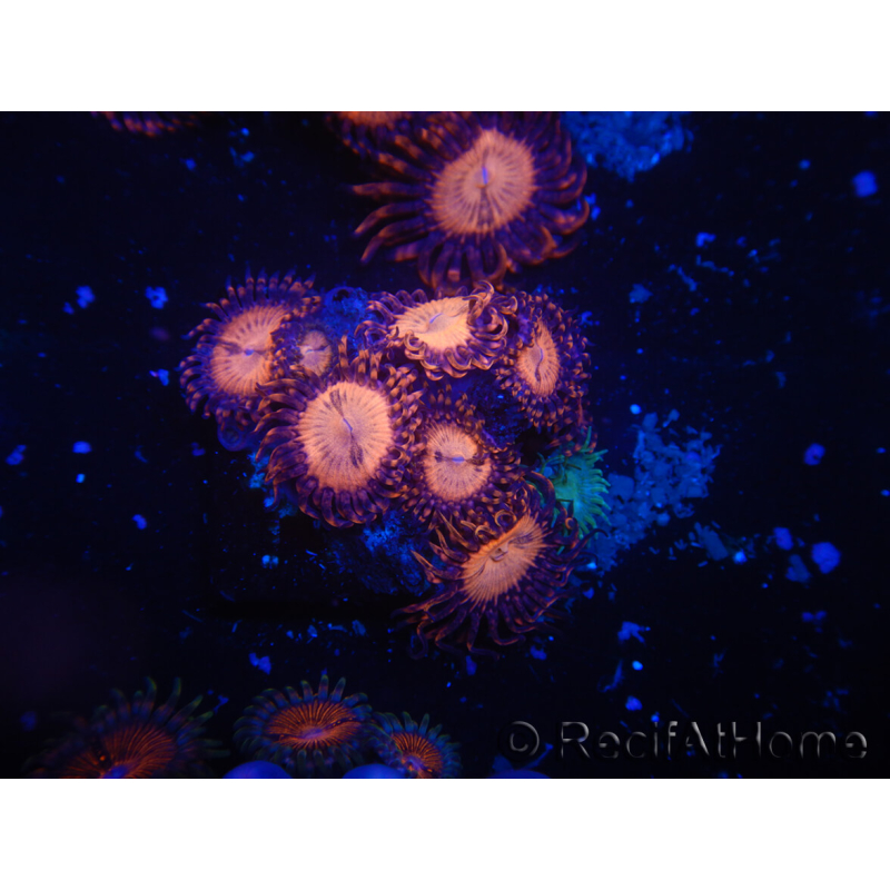 WYSIWYG - Zoanthus 14O2 Mariculture Indo Acclimated under LED