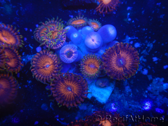 WYSIWYG - Zoanthus 14O3 Mariculture Indo Acclimated under LED