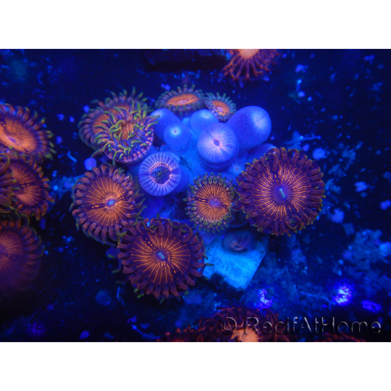 WYSIWYG - Zoanthus 14O3 Mariculture Indo Acclimated under LED