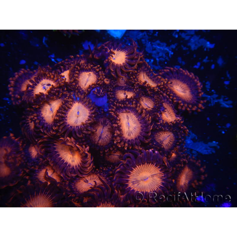 WYSIWYG - Zoanthus 14O4 Mariculture Indo Acclimated under LED