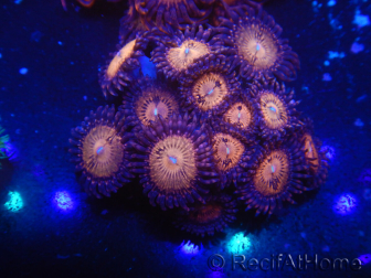 WYSIWYG - Zoanthus 14O6 Mariculture Indo Acclimaté sous led