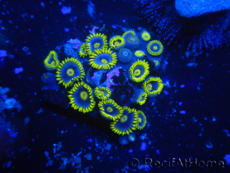 WYSIWYG - Zoanthus 14P3 Mariculture Indo Acclimated under LED