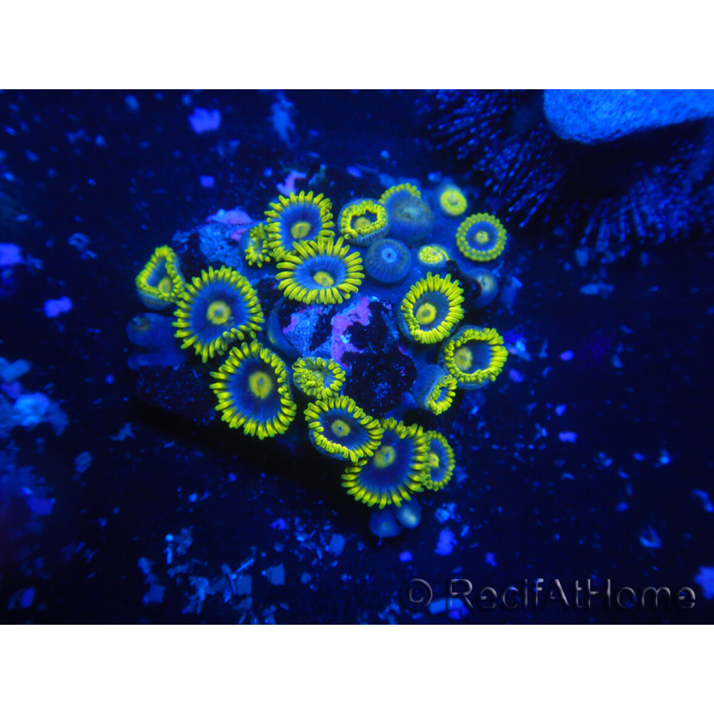 WYSIWYG - Zoanthus 14P3 Mariculture Indo Acclimated under LED