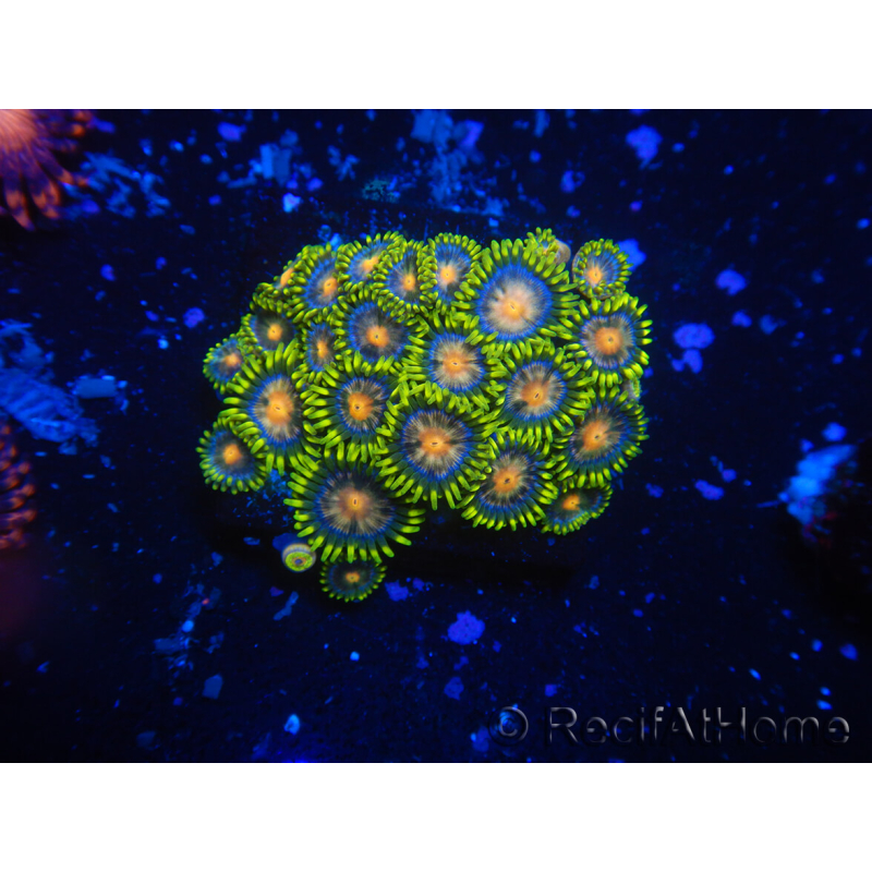 WYSIWYG - Zoanthus 14P4 Mariculture Indo Acclimatized under LED