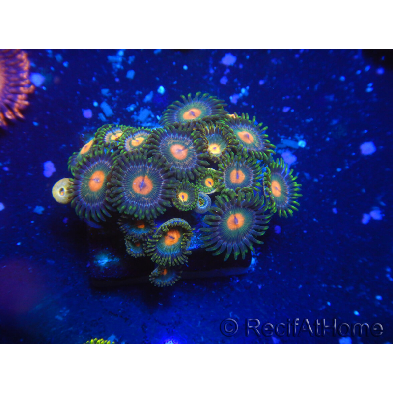 WYSIWYG - Zoanthus 14P5 Mariculture Indo Acclimaté sous led