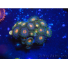 WYSIWYG - Zoanthus 14P5 Mariculture Indo Acclimated under LED