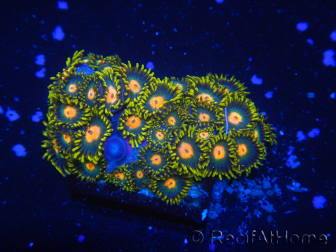 WYSIWYG - Zoanthus 14Q1 Indo Mariculture Acclimated under LED