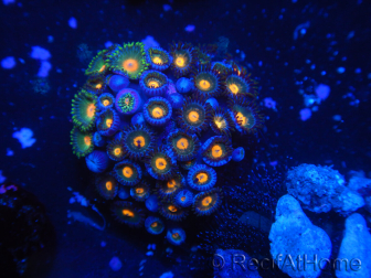 WYSIWYG - Zoanthus 14Q4 Mariculture Indo Acclimated under LED