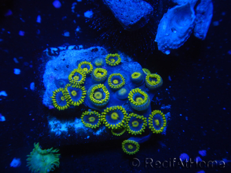 WYSIWYG - Zoanthus 14Q5 Mariculture Indo Acclimated under LED