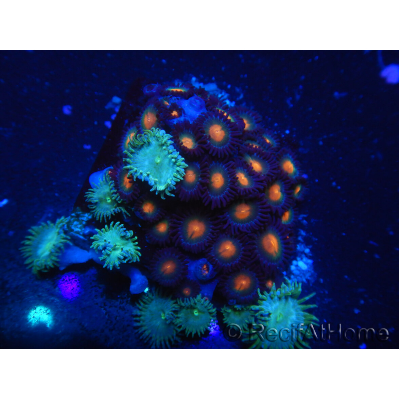 WYSIWYG - Zoanthus 14Q6 Mariculture Indo Acclimated under LED