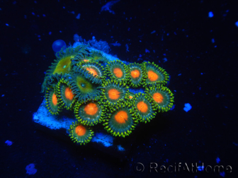 WYSIWYG - Zoanthus 14R5 Mariculture Indo Acclimated under LED