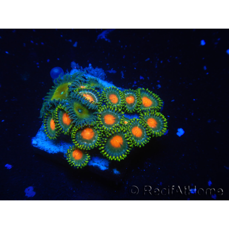 WYSIWYG - Zoanthus 14R5 Mariculture Indo Acclimated under LED