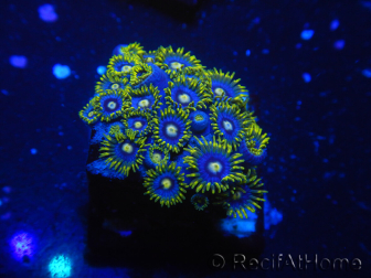 WYSIWYG - Zoanthus 14R6 Mariculture Indo Acclimaté sous led