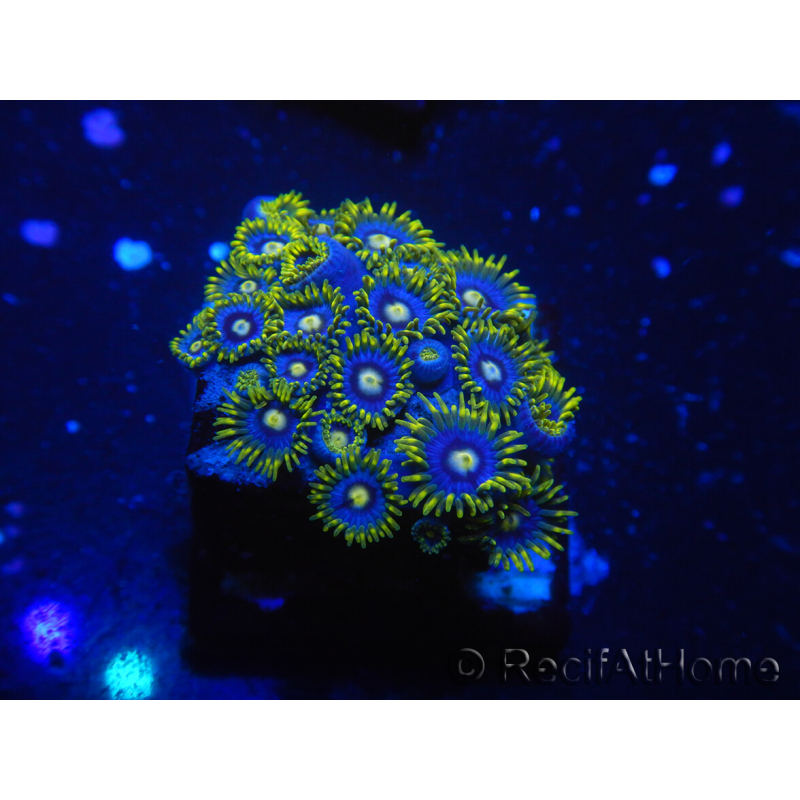 WYSIWYG - Zoanthus 14R6 Mariculture Indo Acclimaté sous led