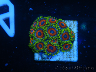 WYSIWYG - Zoanthus 14A2 Indo Mariculture Acclimated under LED