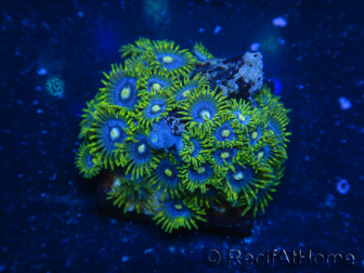 WYSIWYG - Zoanthus 14B3 Mariculture Indo Acclimated under LED