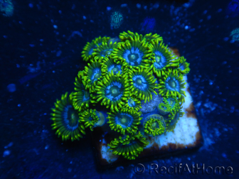 WYSIWYG - Zoanthus 14B4 Indo Mariculture Acclimated under LED