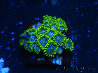 WYSIWYG - Zoanthus 14B5 Indo Mariculture Acclimated under LED