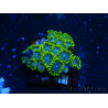 WYSIWYG - Zoanthus 14B5 Indo Mariculture Acclimated under LED