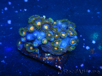 WYSIWYG - Zoanthus 14C2 Mariculture Indo Acclimated under LED