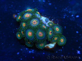 WYSIWYG - Zoanthus 14C3 Mariculture Indo Acclimated under LED