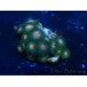 WYSIWYG - Zoanthus 14C3 Mariculture Indo Acclimated under LED