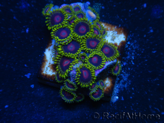 WYSIWYG - Zoanthus 14C5 Indo Mariculture Acclimated under LED