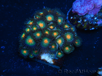 WYSIWYG - Zoanthus 14D1 Indo Mariculture Acclimated under LED