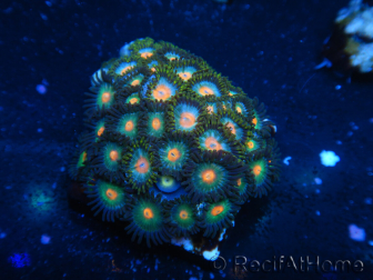 WYSIWYG - Zoanthus 14D2 Mariculture Indo Acclimated under LED