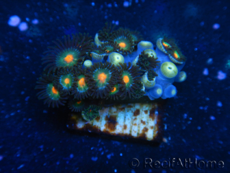 WYSIWYG - Zoanthus 14D3 Indo Mariculture Acclimated under LED