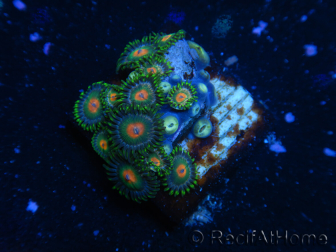 WYSIWYG - Zoanthus 14D4 Indo Mariculture Acclimated under LED