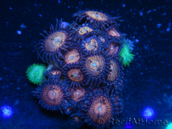 WYSIWYG - Zoanthus 14D5 Indo Mariculture Acclimated under LED