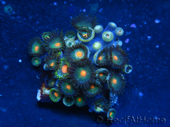 WYSIWYG - Zoanthus 14E5 Indo Mariculture Acclimated under LED