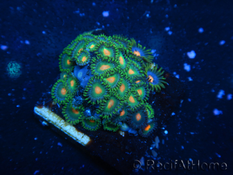 WYSIWYG - Zoanthus 14G3 Mariculture Indo Acclimated under LED