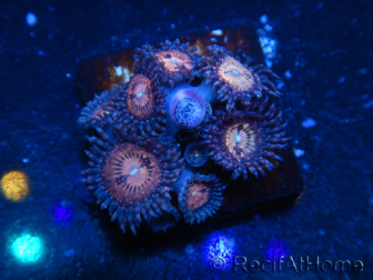 WYSIWYG - Zoanthus 14G6 Maricoltura Indo Acclimatato sotto LED