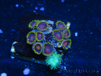 WYSIWYG - Zoanthus 14H2 Mariculture Indo Acclimated under LED