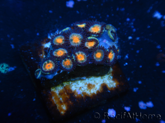 WYSIWYG - Zoanthus 14H3 Mariculture Indo Acclimated under LED