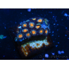 WYSIWYG - Zoanthus 14H3 Mariculture Indo Acclimated under LED