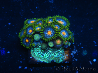 WYSIWYG - Zoanthus 14i4 Mariculture Indo Acclimated under LED