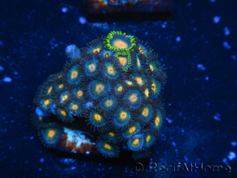 WYSIWYG - Zoanthus 14J2 Indo Mariculture Acclimated under LED