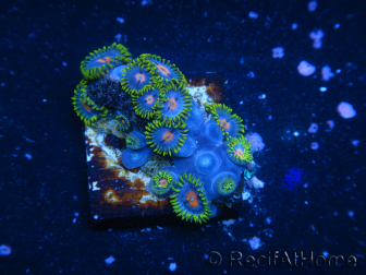 WYSIWYG - Zoanthus 14K4 Indo Mariculture Acclimated under LED