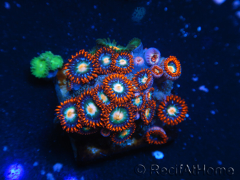 WYSIWYG - Zoanthus 14K5 Mariculture Indo Acclimated under LED