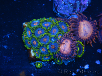 WYSIWYG - Zoanthus 14L1 Mariculture Indo Acclimated under LED