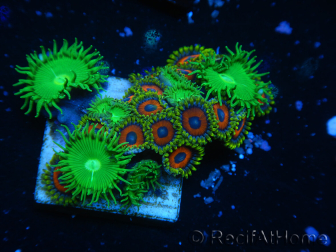 WYSIWYG - Zoanthus 14L4 Indo Mariculture Acclimated under LED